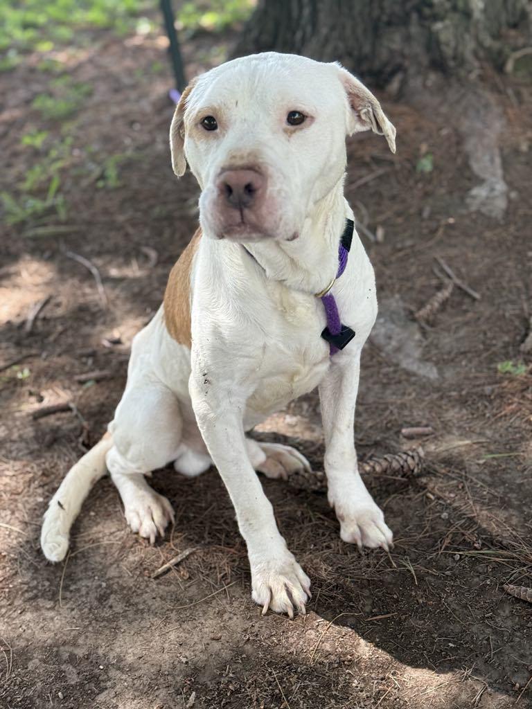 Enlarge Dennis (in a FOSTER home), a Adoptable mixed breed in Springfield, IL image 3/5