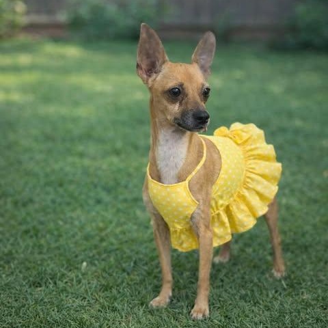 Enlarge Molly, a Adoptable Chihuahua in Salem, VA image 2/5