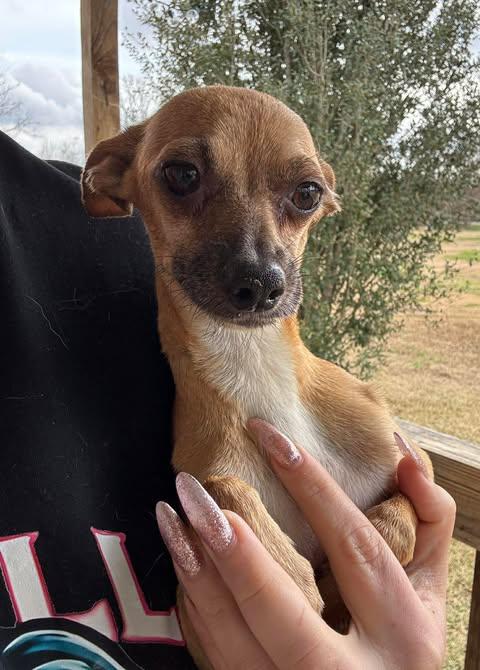 Enlarge Molly, a Adoptable Chihuahua in Salem, VA image 5/5
