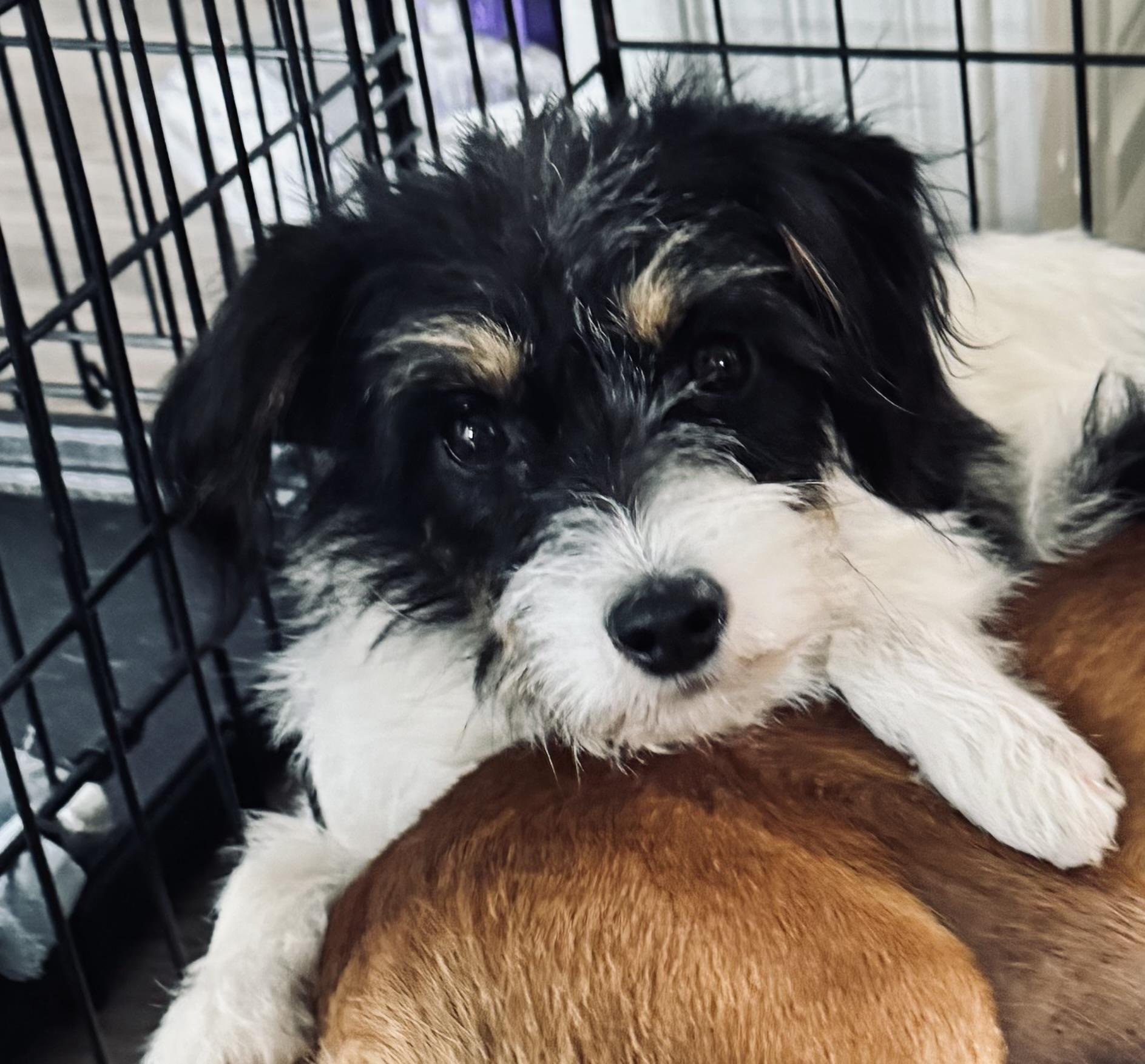 Mia, ADOPTABLE, Young Female Wirehaired Terrier.