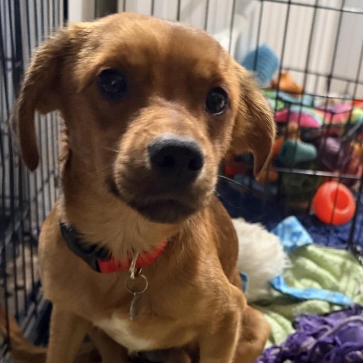 Enlarge Mia, a ADOPTABLE mixed breed in Louisburg, KS image 5/6