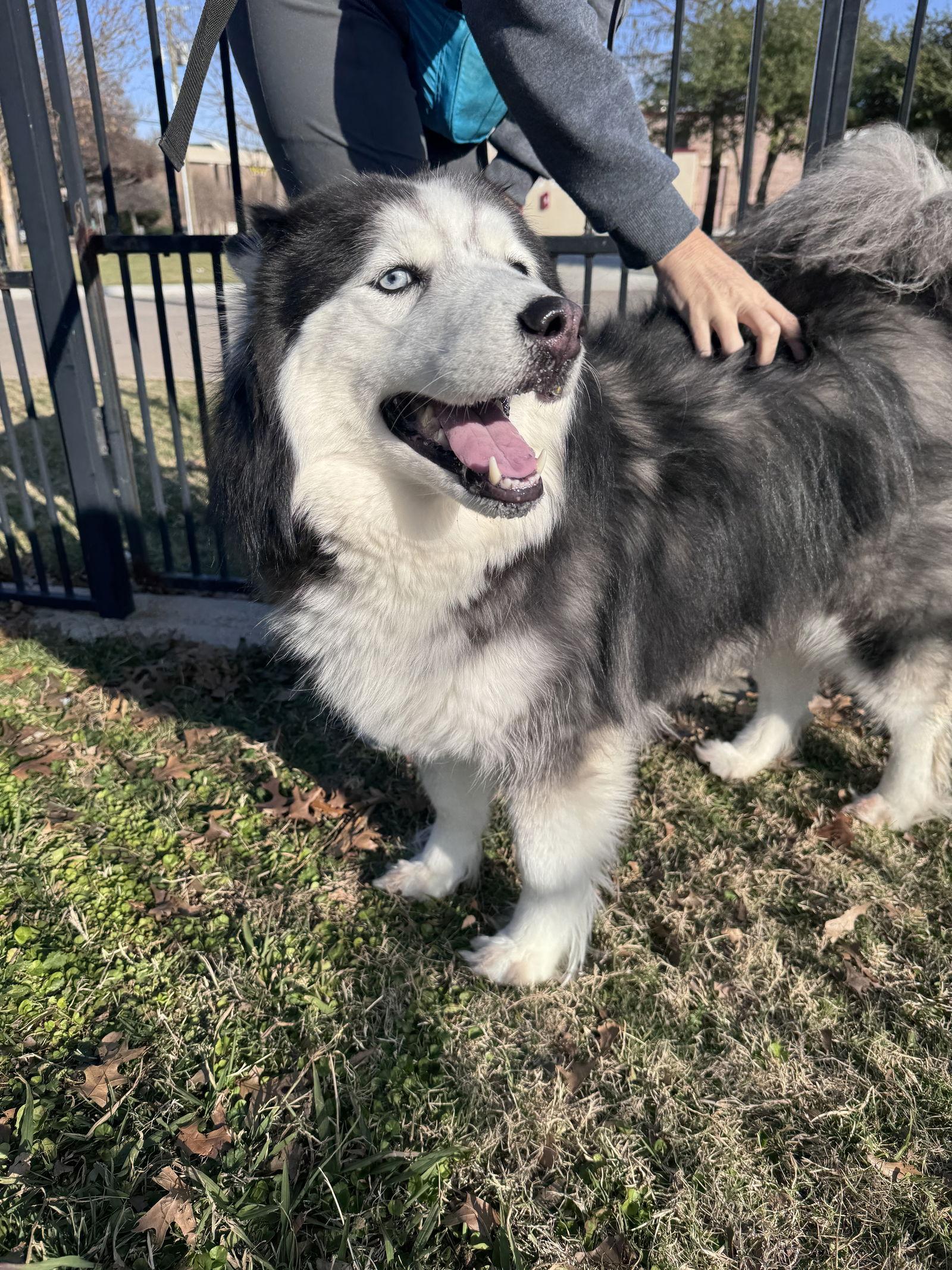Pixie, Adoptable, Adult Female Alaskan Malamute.
