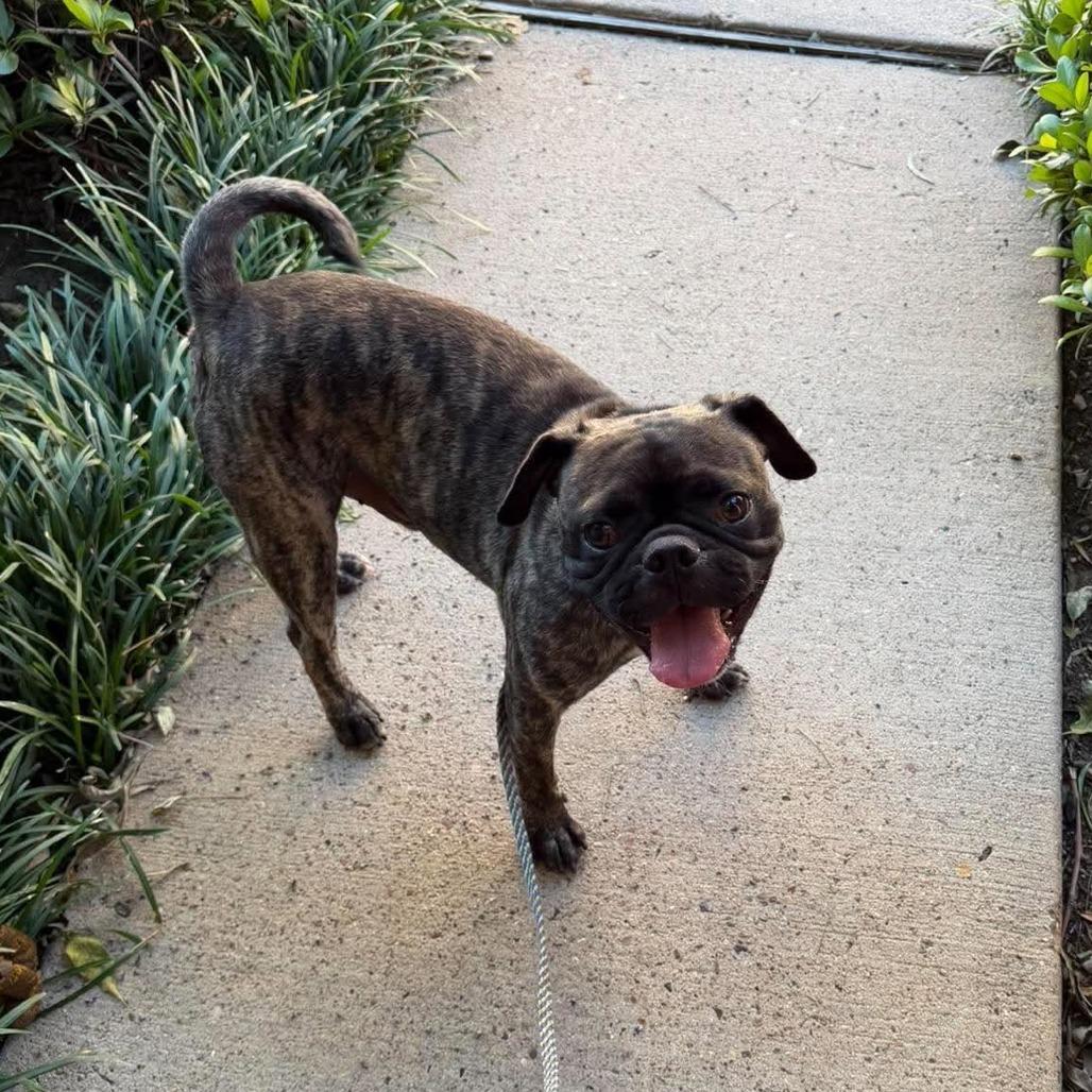 Enlarge Crash *Arriving 10/24* D12819, a Adoptable mixed breed in Princeton, MN image 2/4