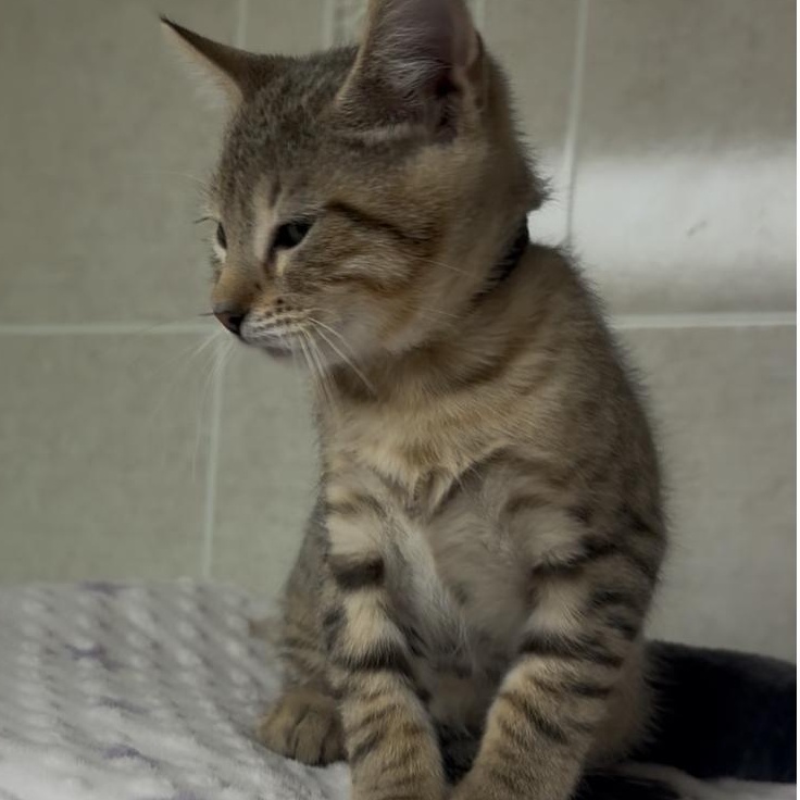 Persimmon thumbnail 2