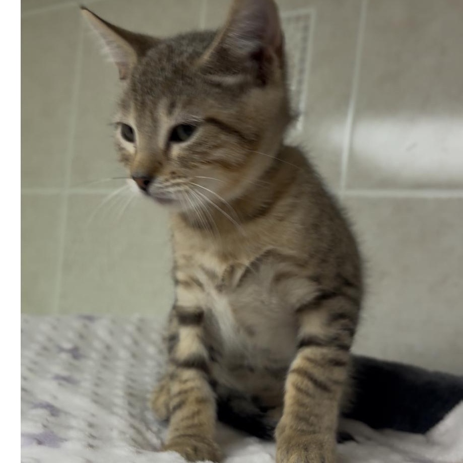 Persimmon thumbnail 3