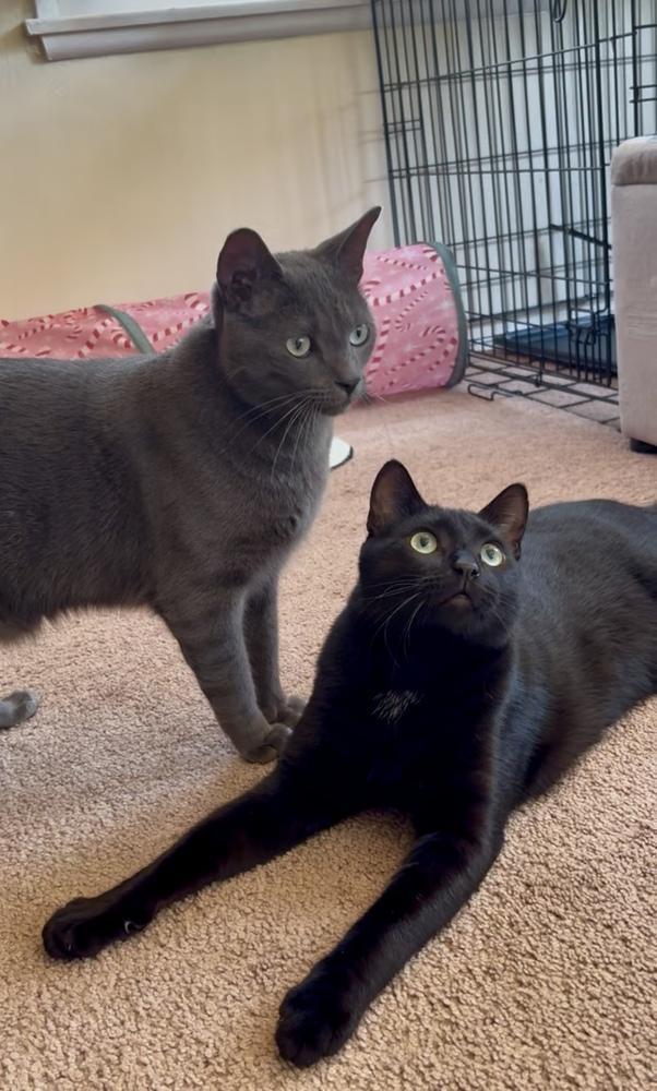 Enlarge Biggy, a Adoptable Domestic Short Hair in Gardena, CA image 1/5