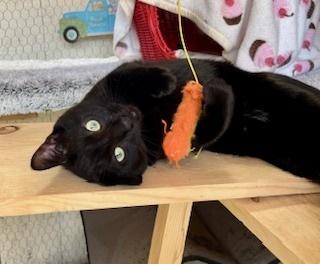 Enlarge Biggy, a Adoptable Domestic Short Hair in Gardena, CA image 3/5