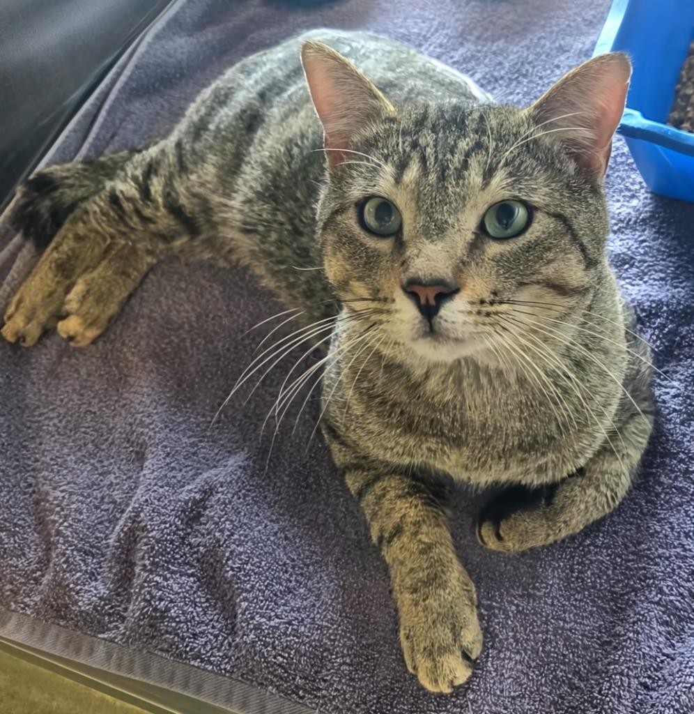 Enlarge Apawllo (Hamburger), a Adopted mixed breed in Blountville, TN image 1/1