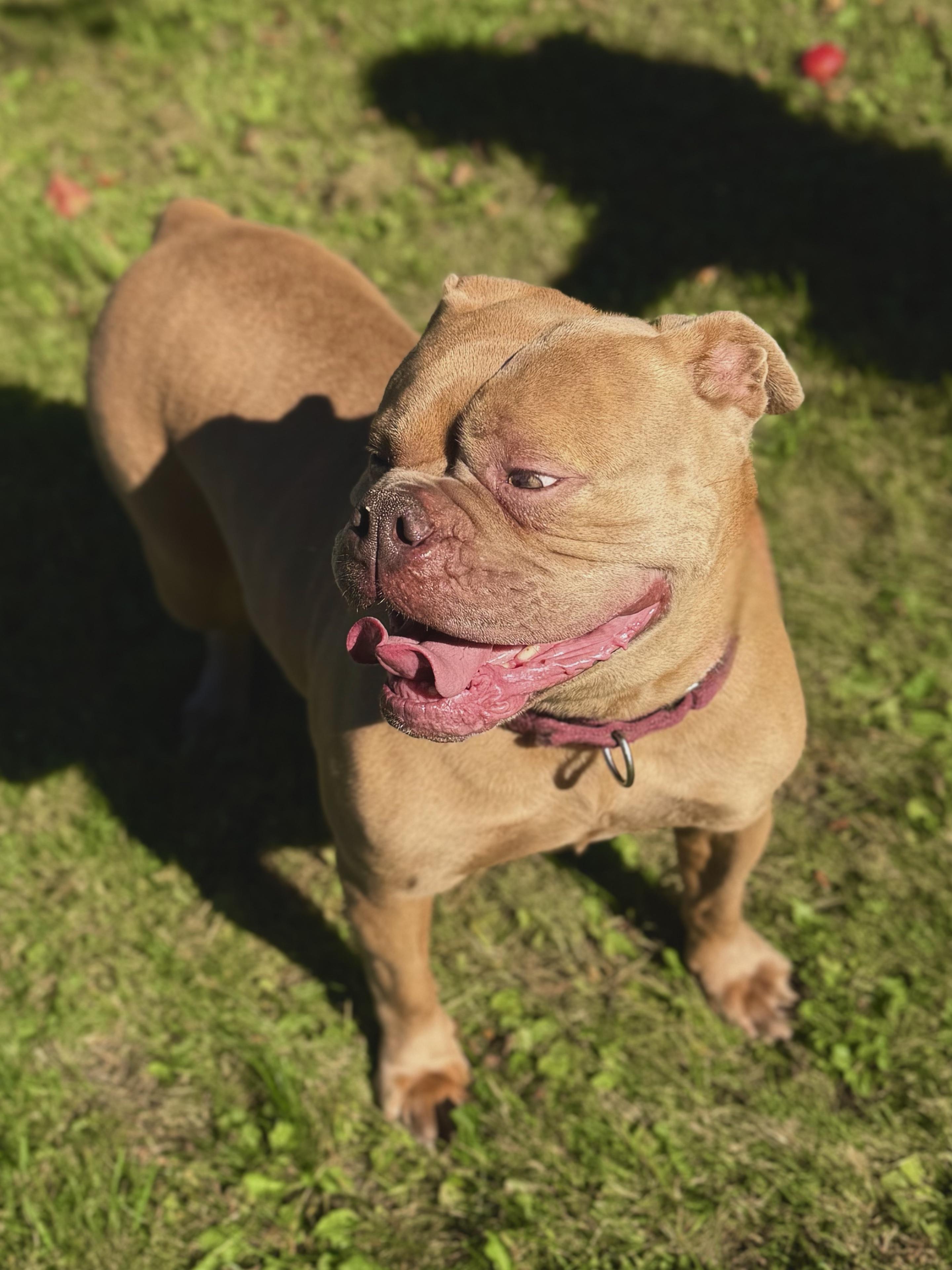 Enlarge Kruz, a Adoptable Bulldog in Midland, MI image 2/2