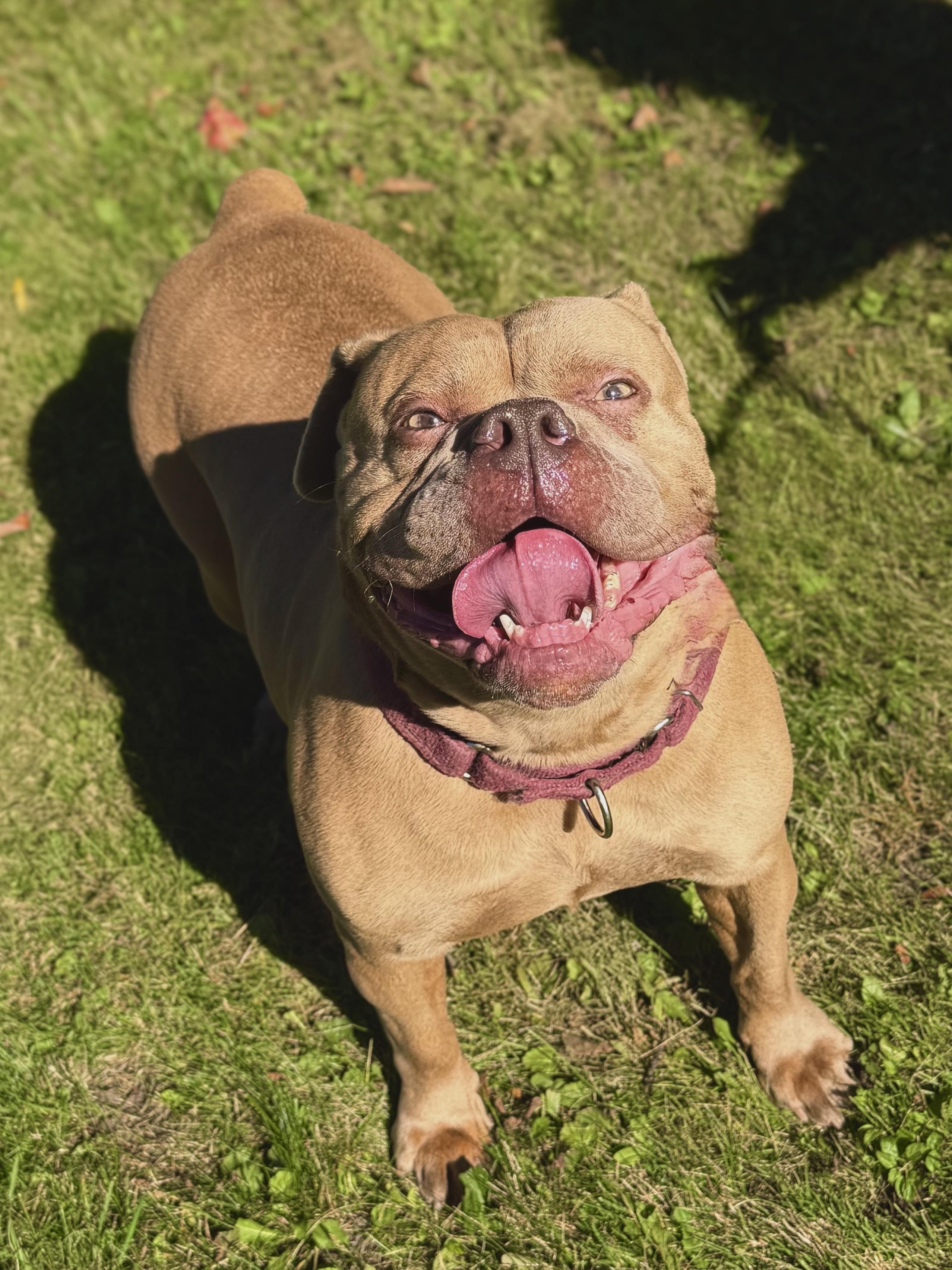 Kruz, Adoptable, Adult Female Bulldog.