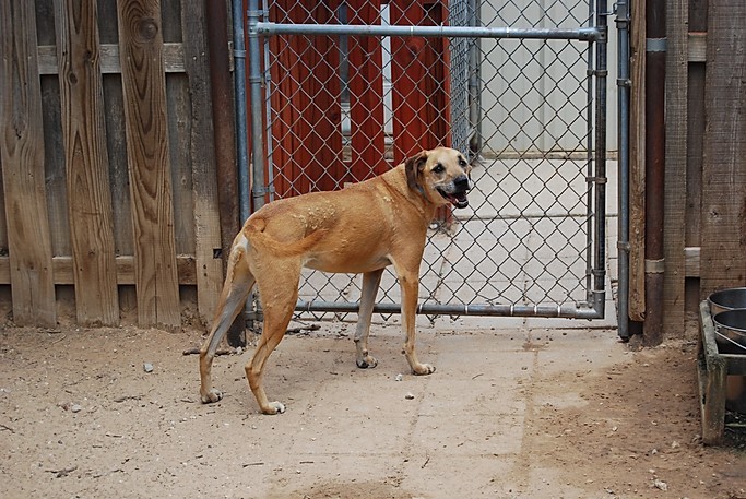 Boomer, a Adoptable mixed breed in Paradise, TX image 2/12