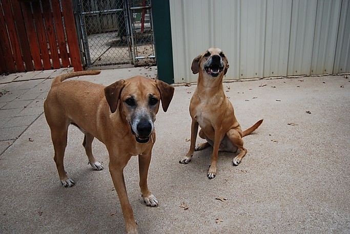 Boomer, a Adoptable mixed breed in Paradise, TX image 3/12