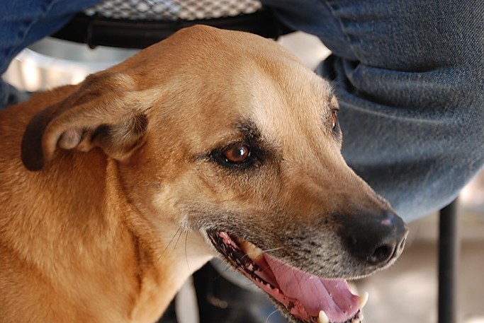 Boomer, a Adoptable mixed breed in Paradise, TX image 4/12
