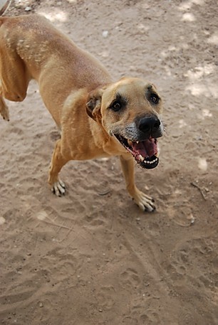 Boomer, a Adoptable mixed breed in Paradise, TX image 5/12