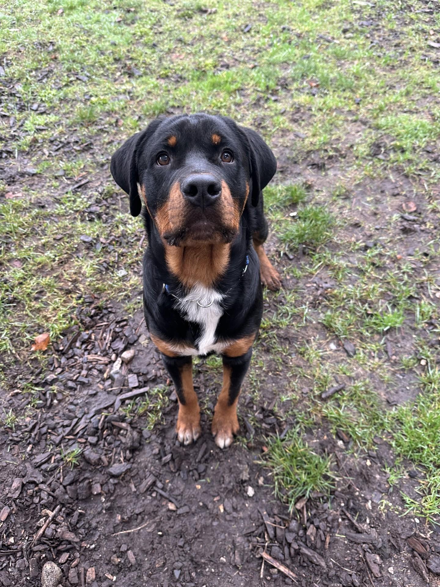 Enlarge Harrison - ADOPTION PENDING, an adoption pending Rottweiler in Vancouver, BC image 2/6