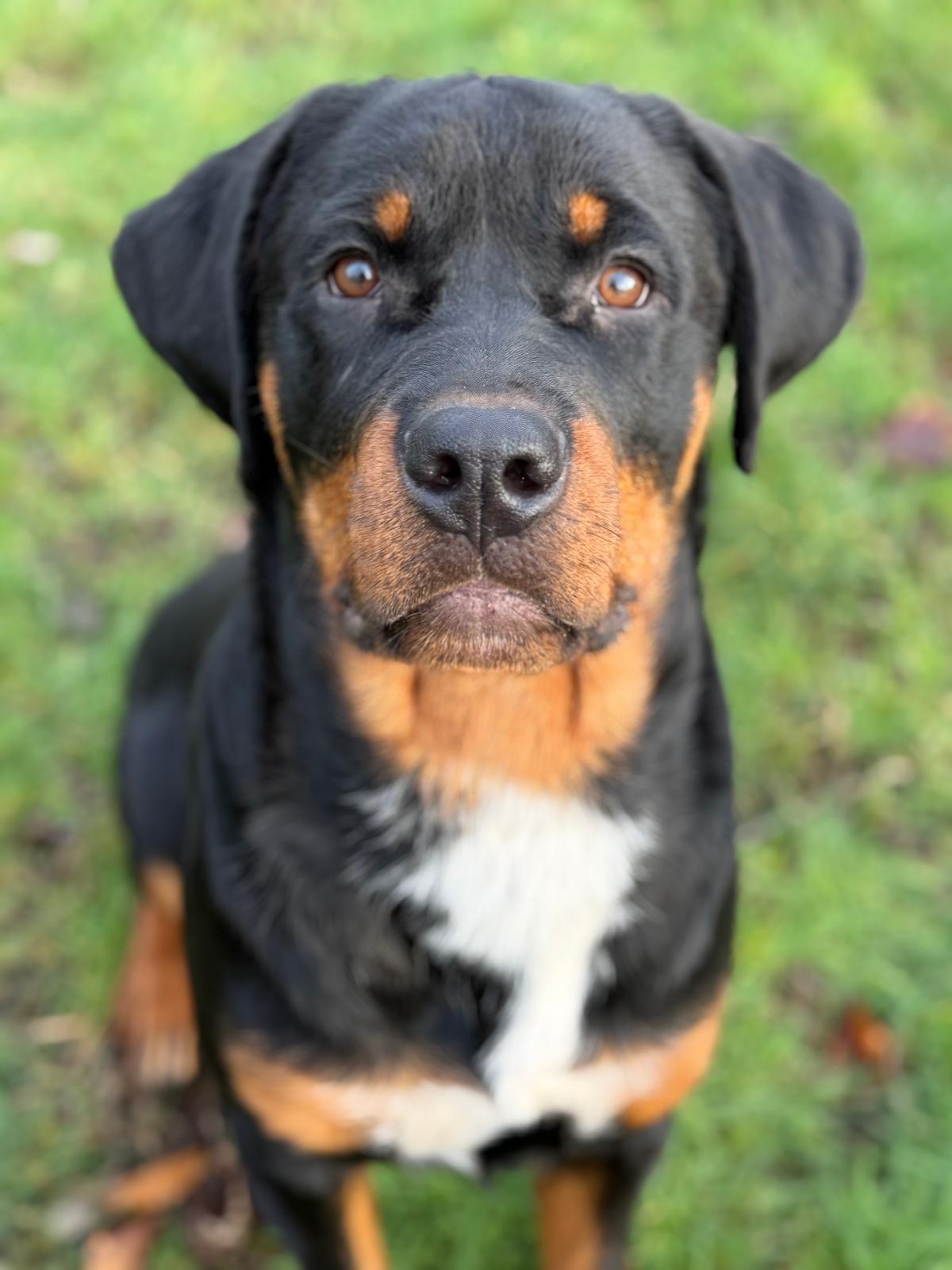 Enlarge Harrison - ADOPTION PENDING, an adoption pending Rottweiler in Vancouver, BC image 1/6