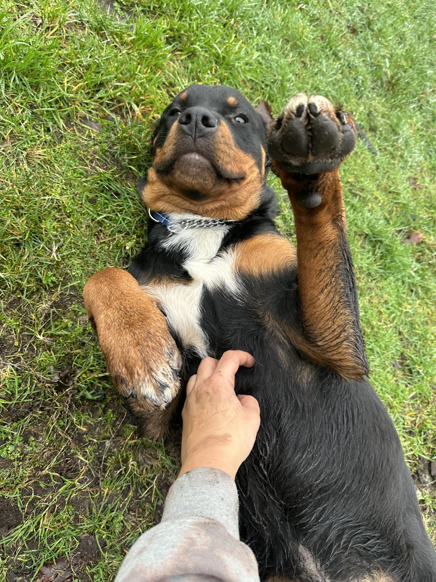 Enlarge Harrison - ADOPTION PENDING, an adoption pending Rottweiler in Vancouver, BC image 6/6