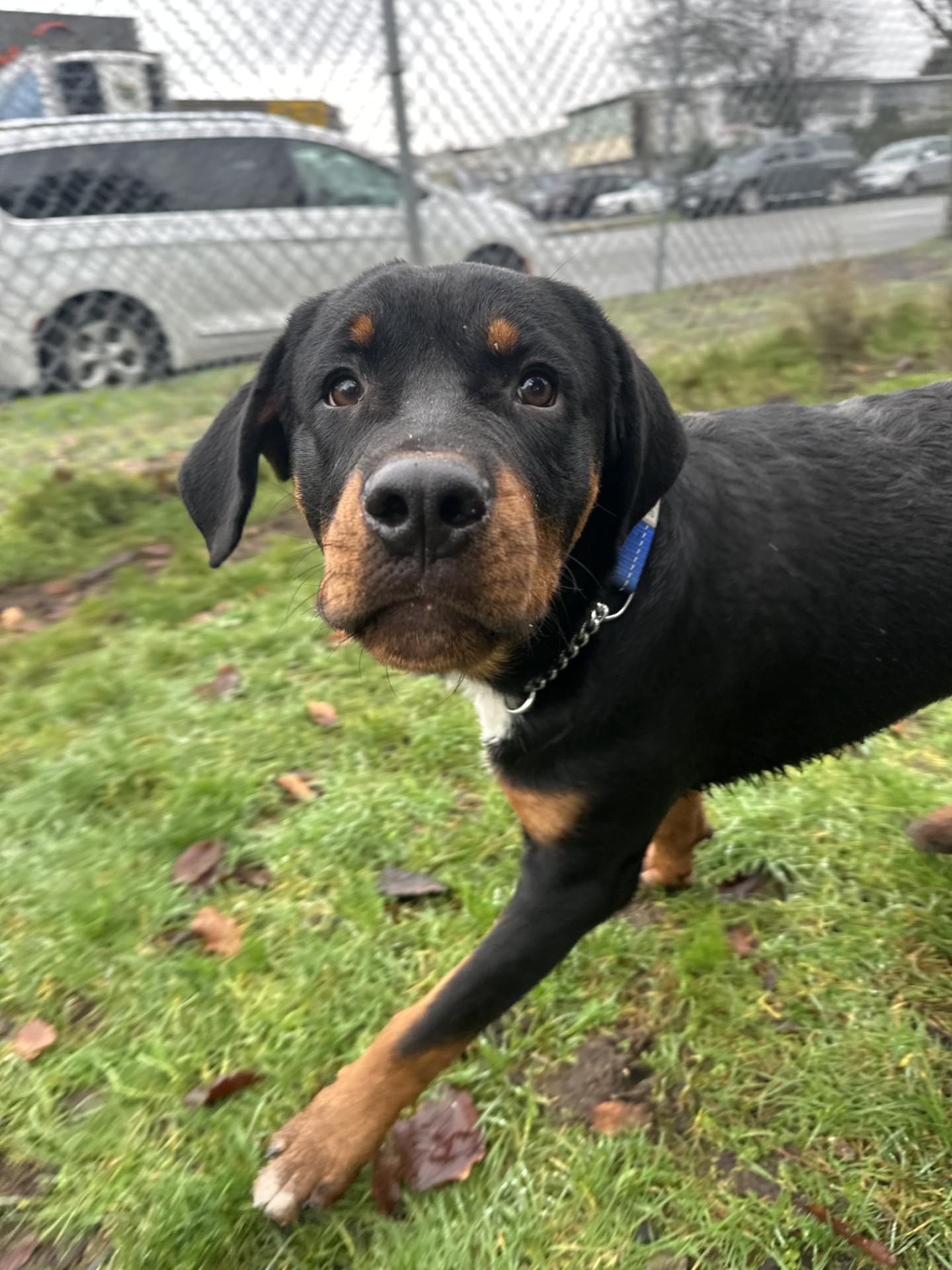 Enlarge Harrison - ADOPTION PENDING, an adoption pending Rottweiler in Vancouver, BC image 4/6