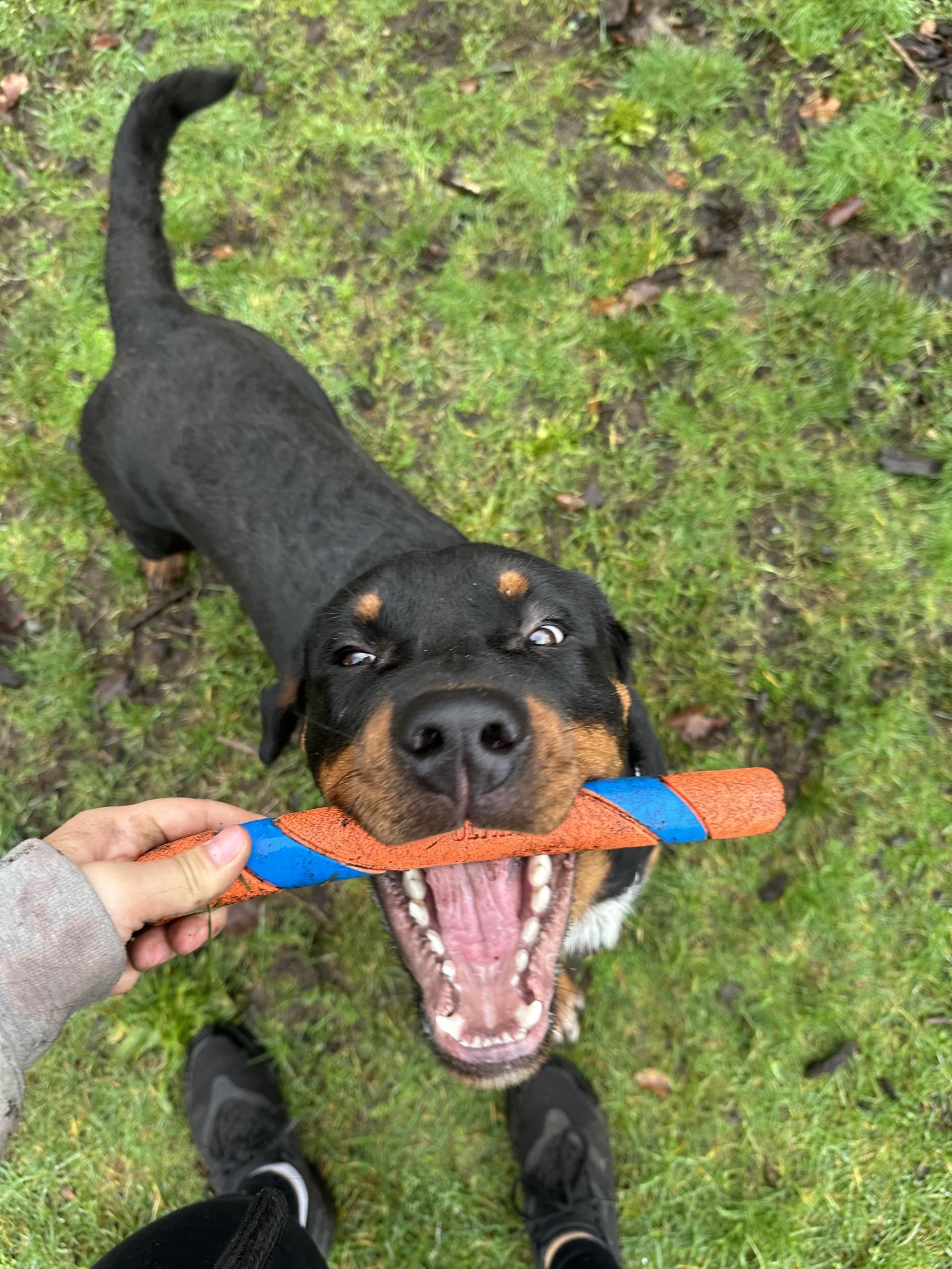 Enlarge Harrison - ADOPTION PENDING, an adoption pending Rottweiler in Vancouver, BC image 5/6