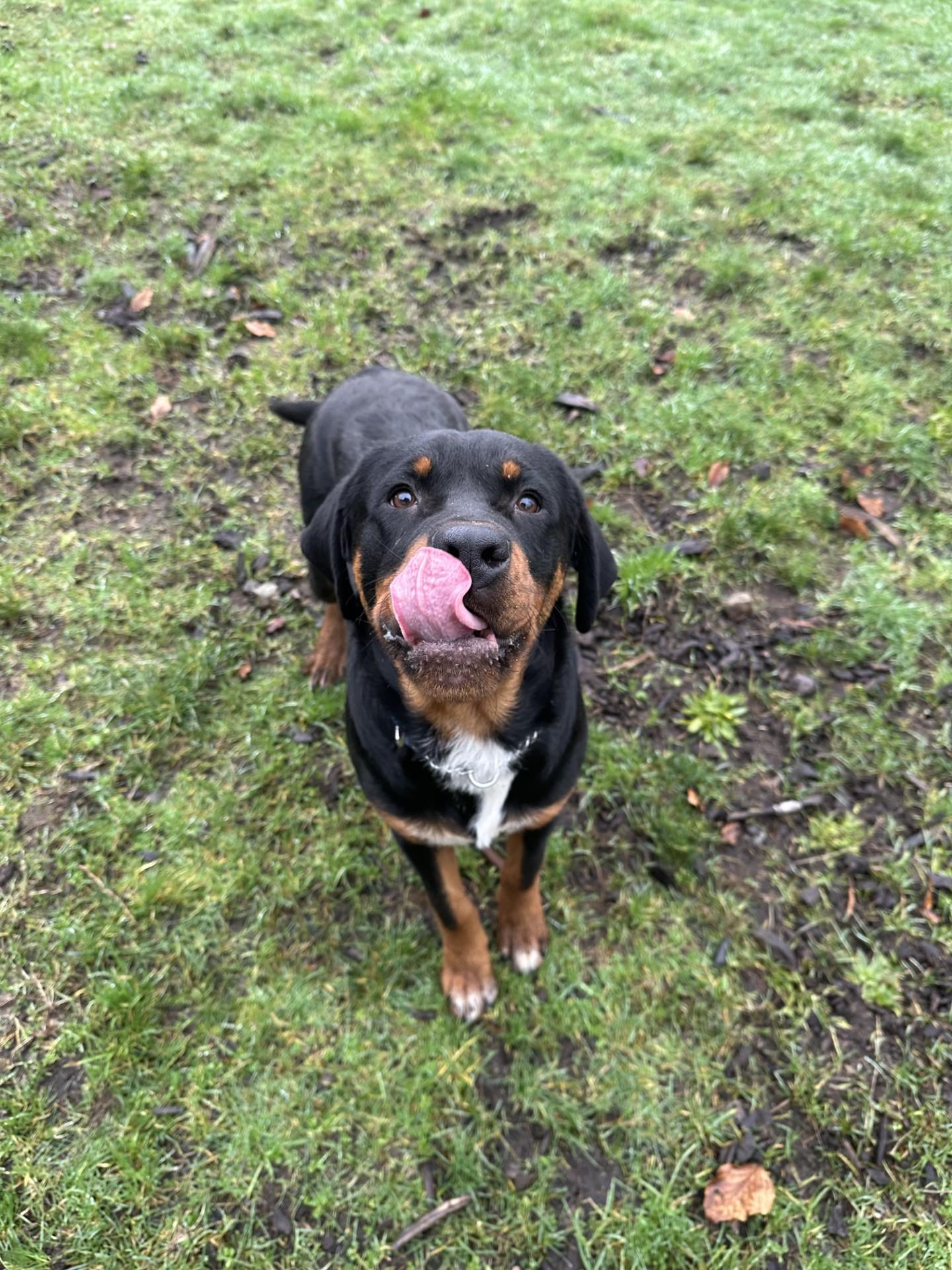 Enlarge Harrison - ADOPTION PENDING, an adoption pending Rottweiler in Vancouver, BC image 3/6