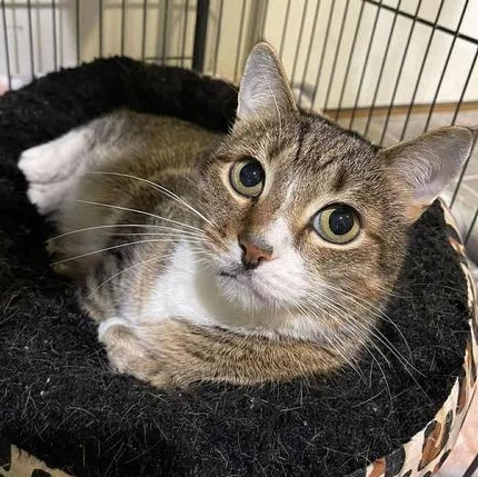 Enlarge Sir Meeko, an adoptable Domestic Short Hair in Winthrop, ME image 1/4