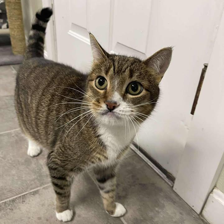 Enlarge Sir Meeko, a ADOPTABLE Domestic Short Hair in Winthrop, ME image 1/3