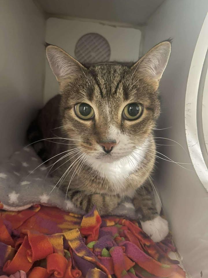 Sir Meeko, ADOPTABLE, Adult Male Domestic Short Hair.