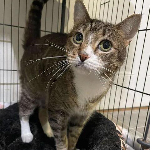Enlarge Sir Meeko, an adoptable Domestic Short Hair in Winthrop, ME image 2/4