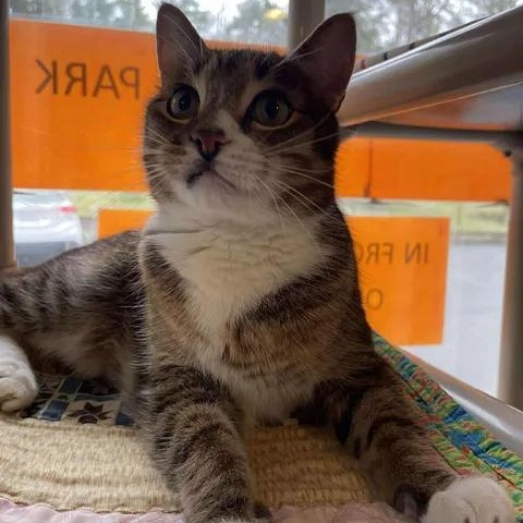 Enlarge Sir Meeko, a ADOPTABLE Domestic Short Hair in Winthrop, ME image 2/3