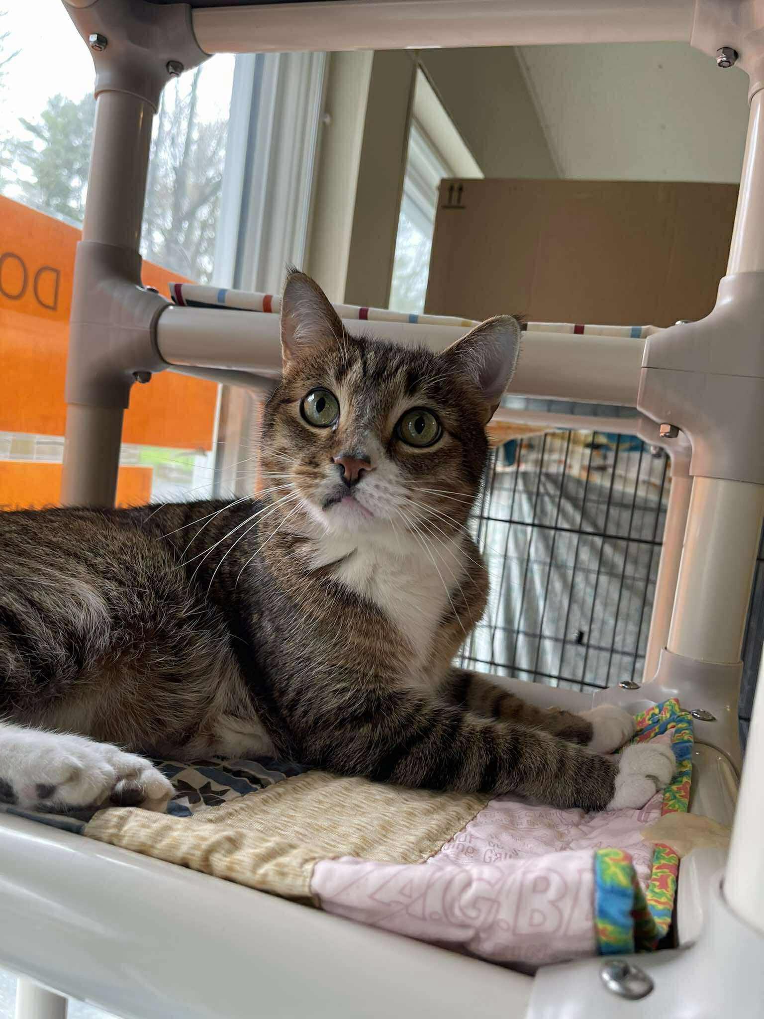 Sir Meeko, an adoptable Domestic Short Hair in Winthrop, ME image 3/4