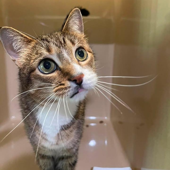 Sir Meeko, adoptable, Adult Male Domestic Short Hair.