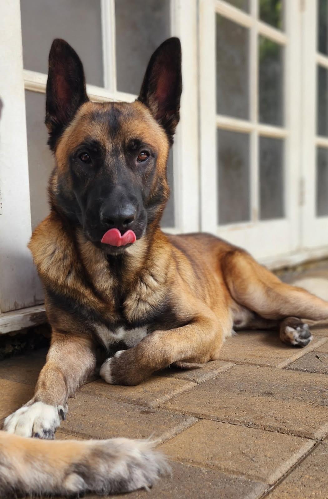 Enlarge Hunter, a ADOPTABLE mixed breed in Frazier Park, CA image 1/2