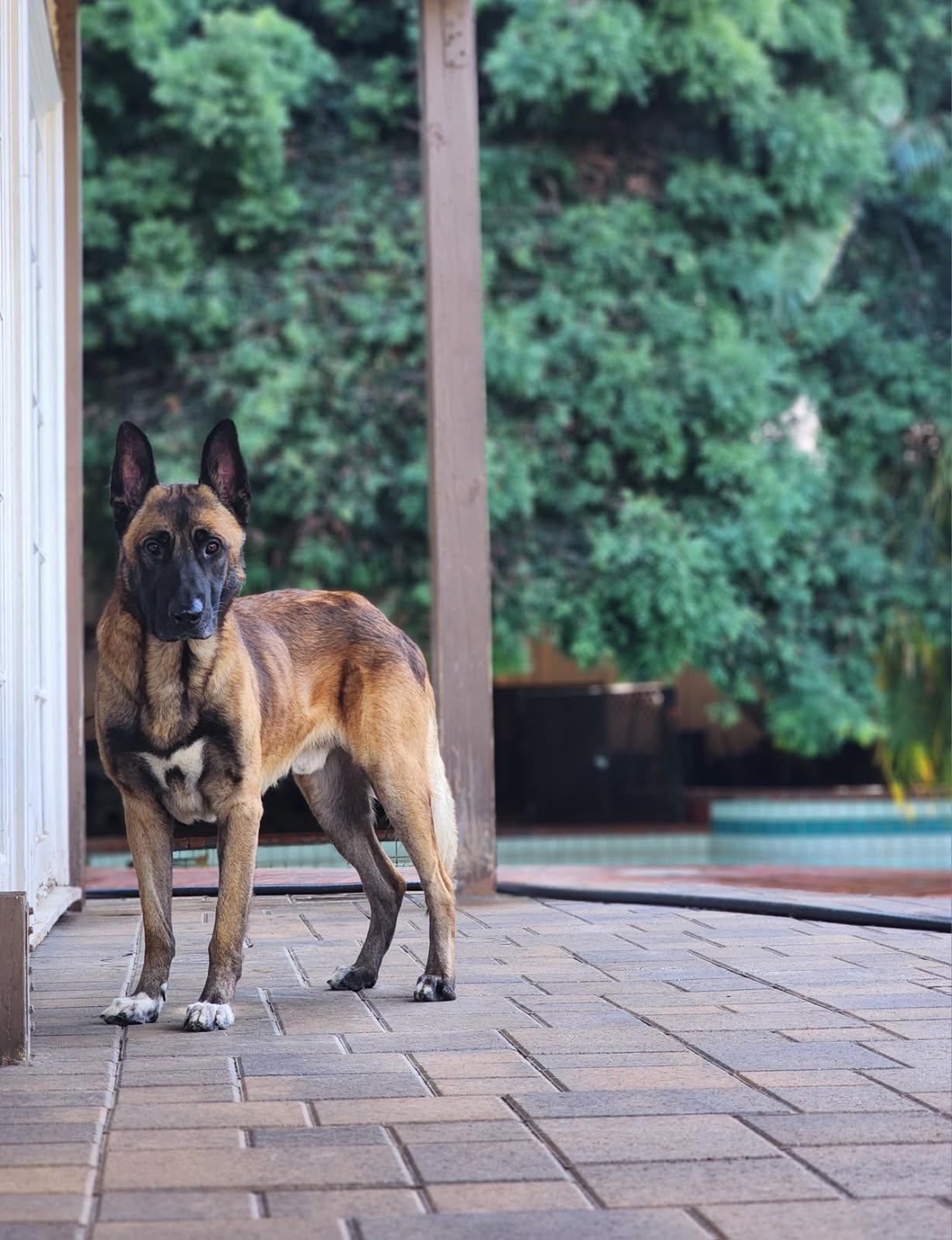 Enlarge Hunter, a ADOPTABLE mixed breed in Frazier Park, CA image 2/2