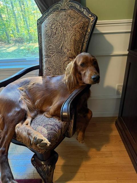 Sadie Mae - NH, ADOPTABLE, Young Female Irish Setter.