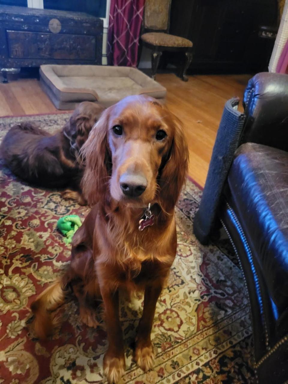 Sadie Mae  Nh thumbnail 2