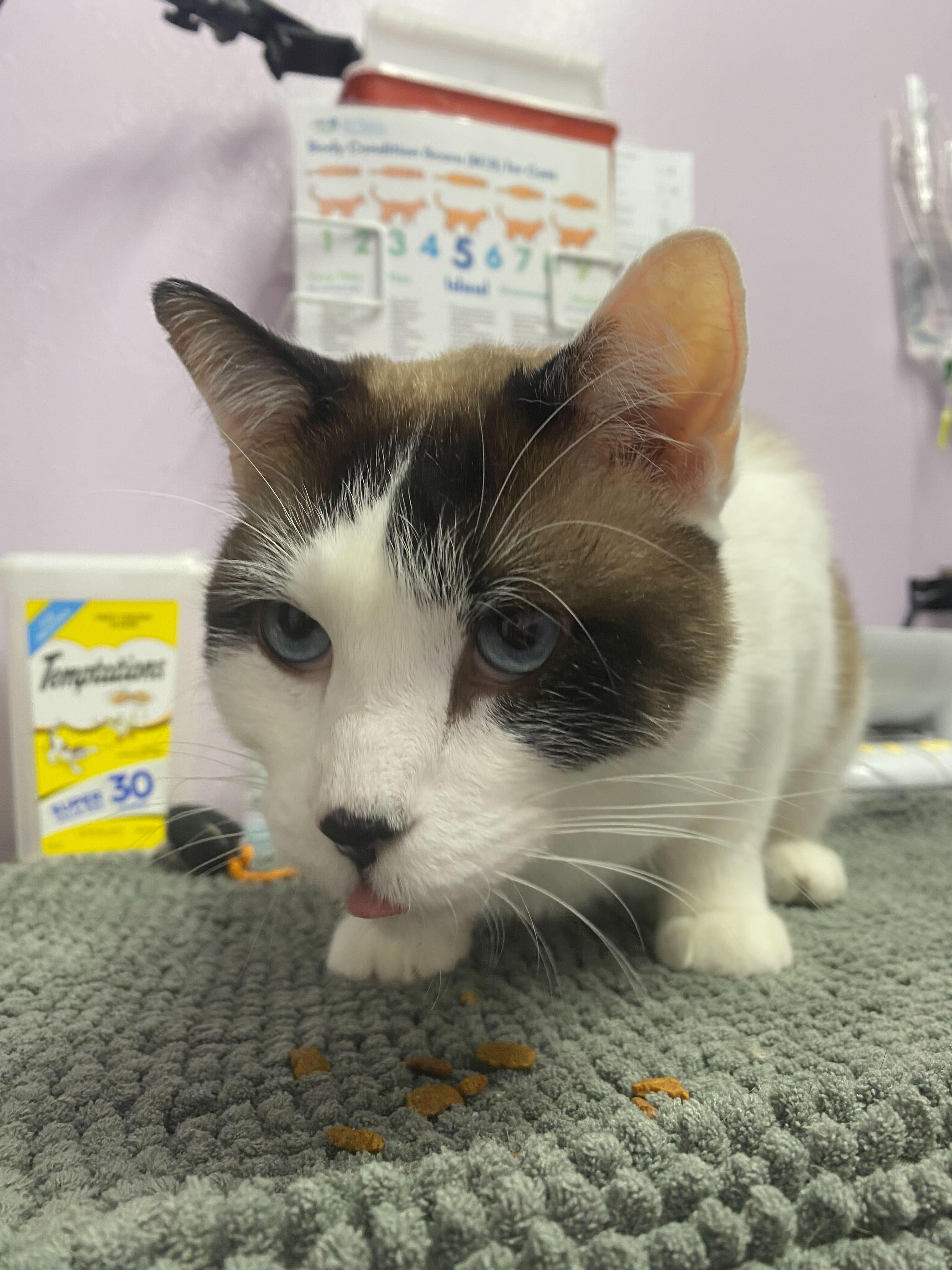 Enlarge Toast, a Adoptable mixed breed in Lakewood, CO image 1/1