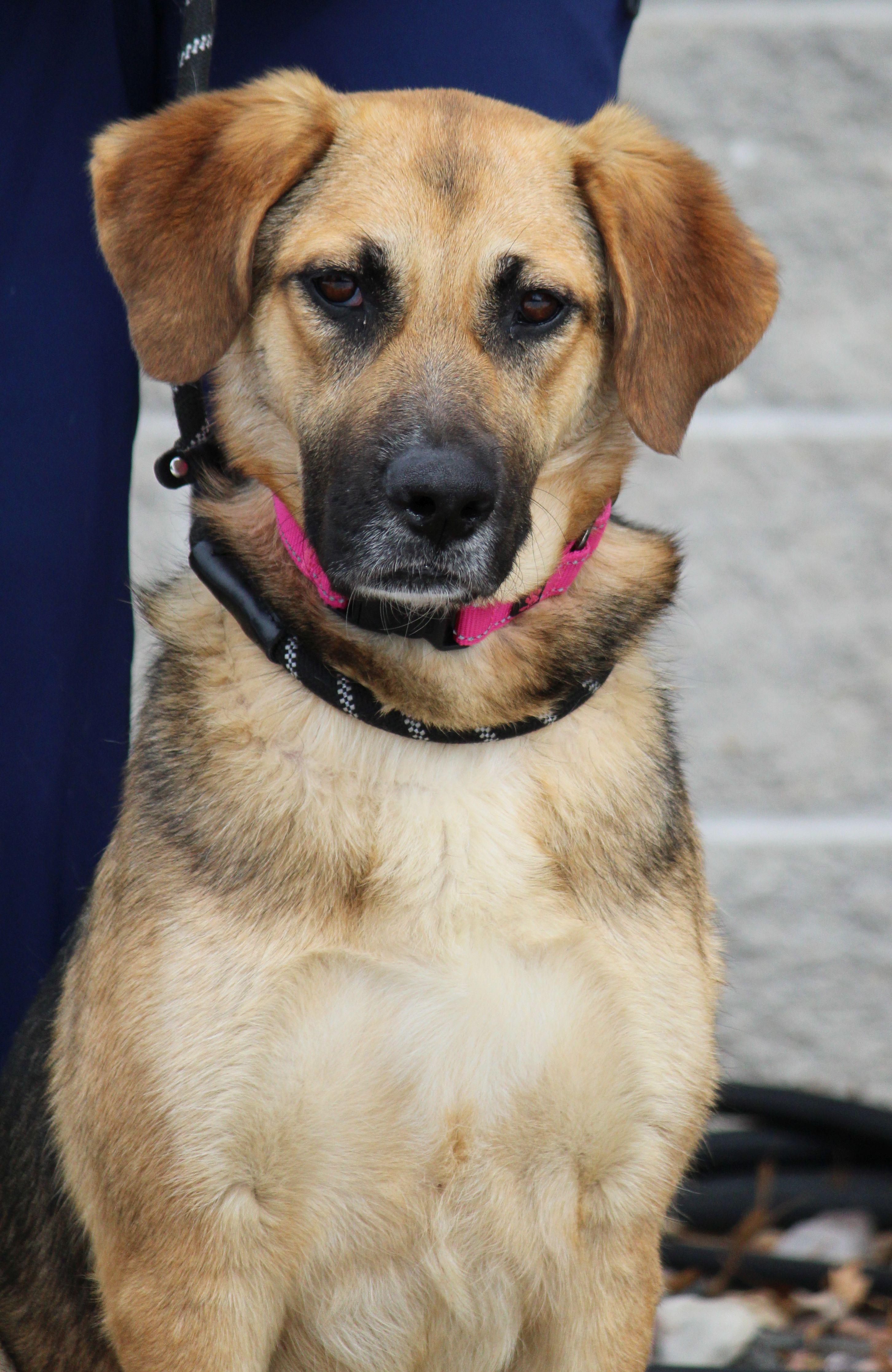 Enlarge Felicity, a ADOPTABLE mixed breed in Portage, WI image 2/4