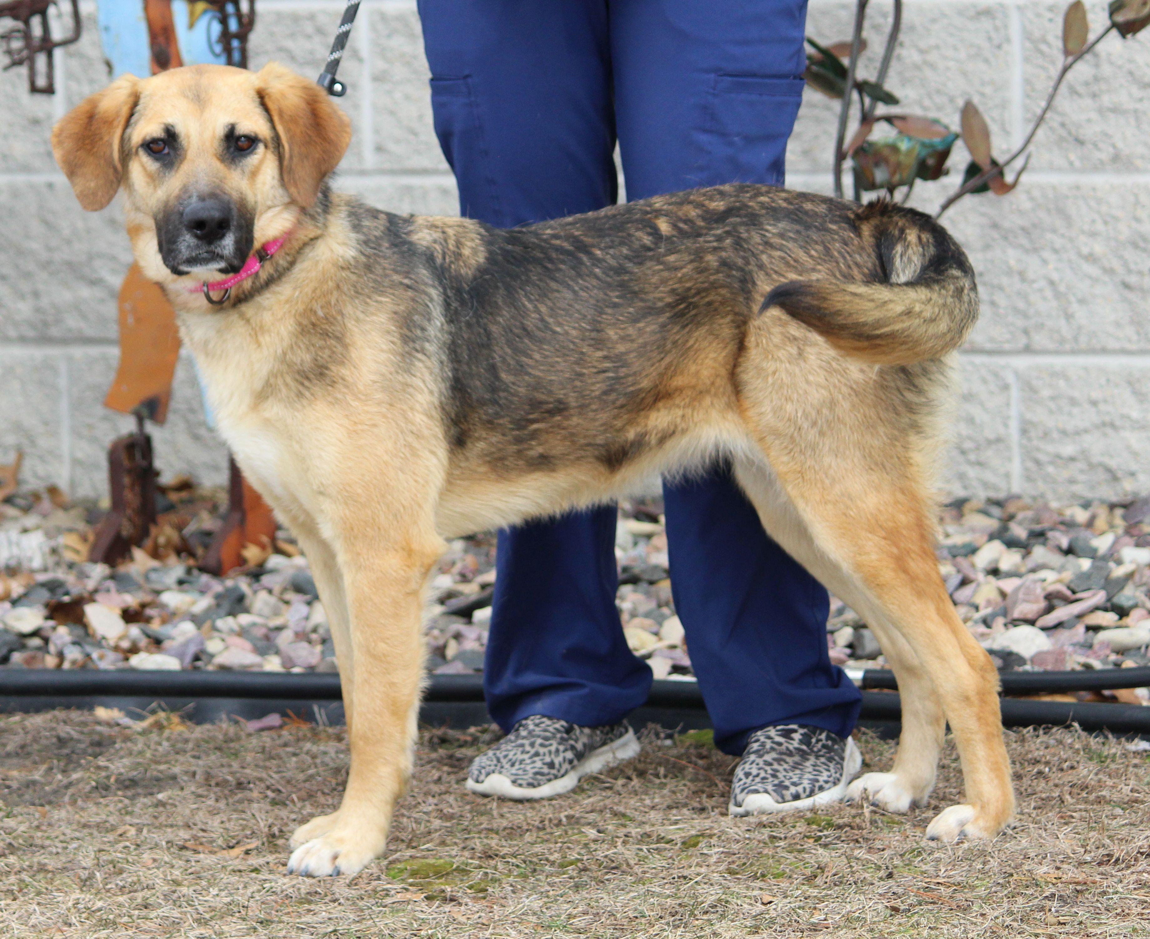 Enlarge Felicity, a ADOPTABLE mixed breed in Portage, WI image 3/4
