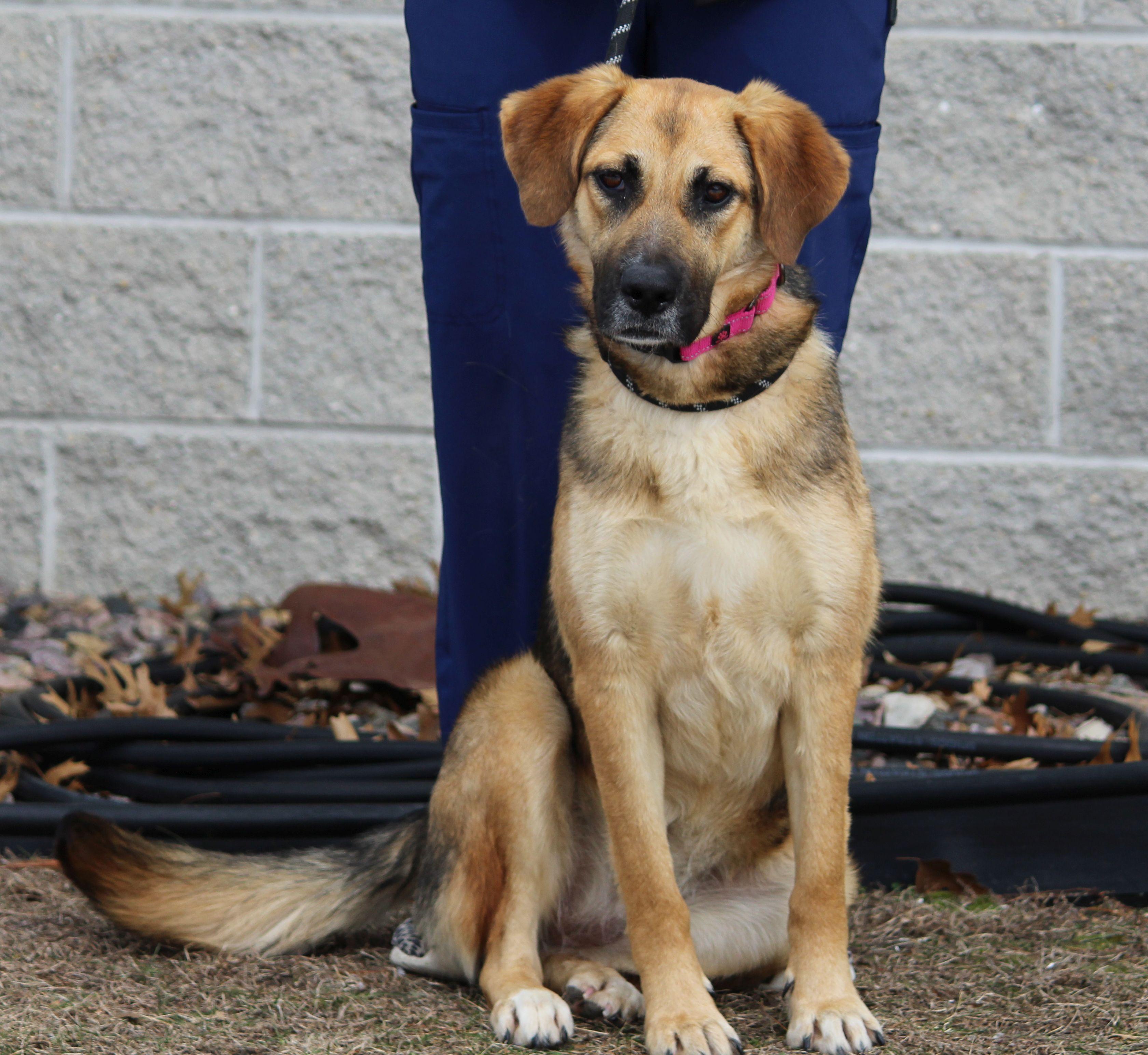 Enlarge Felicity, a ADOPTABLE mixed breed in Portage, WI image 1/4