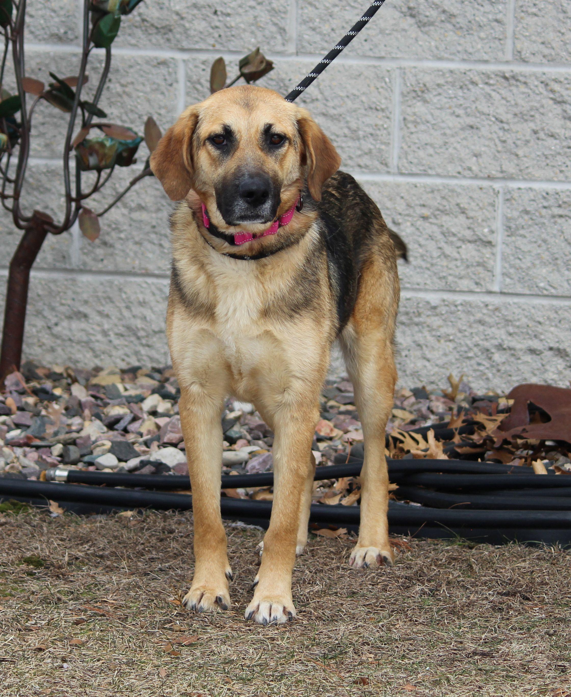 Enlarge Felicity, a ADOPTABLE mixed breed in Portage, WI image 4/4