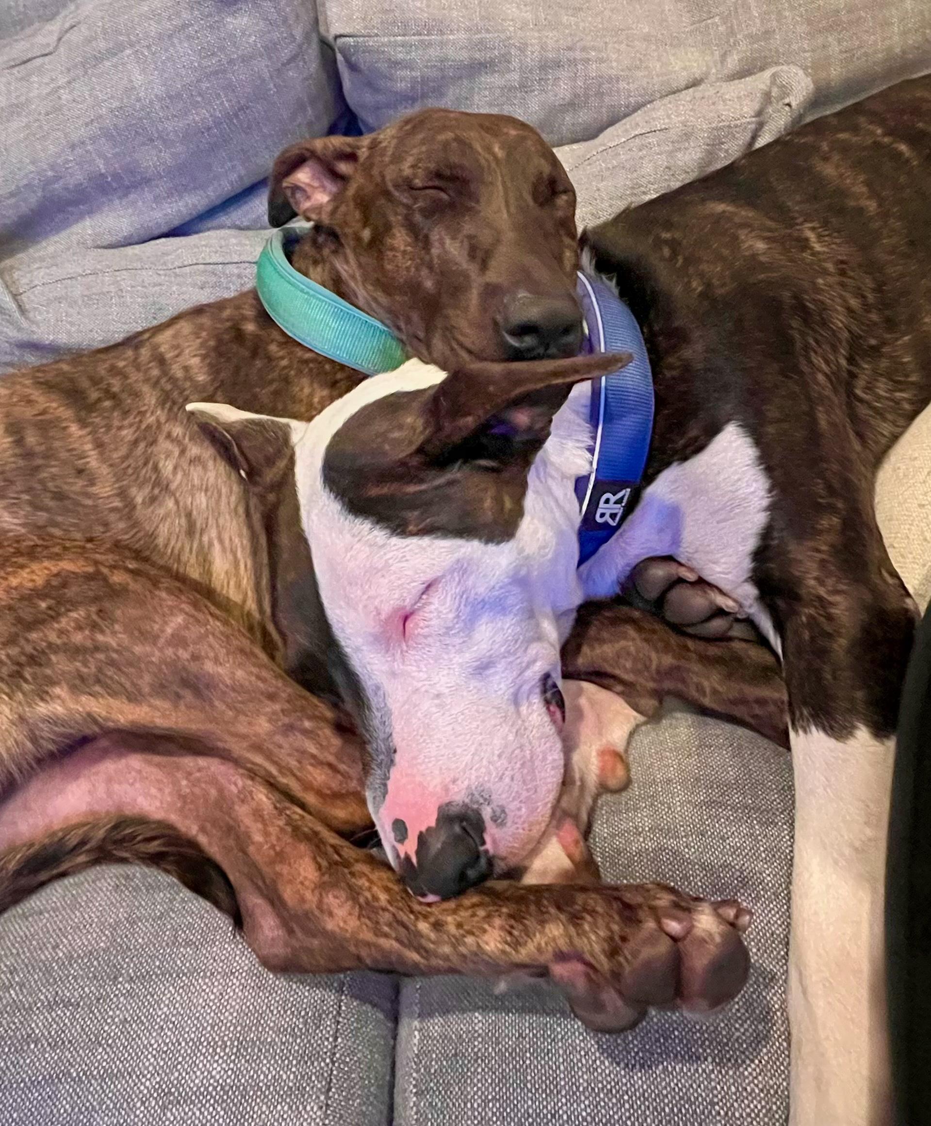 Enzo (and Parker) contact Rachel, an adoptable Dutch Shepherd, Greyhound in Sherman Oaks, CA, 91403 | Photo Image 4