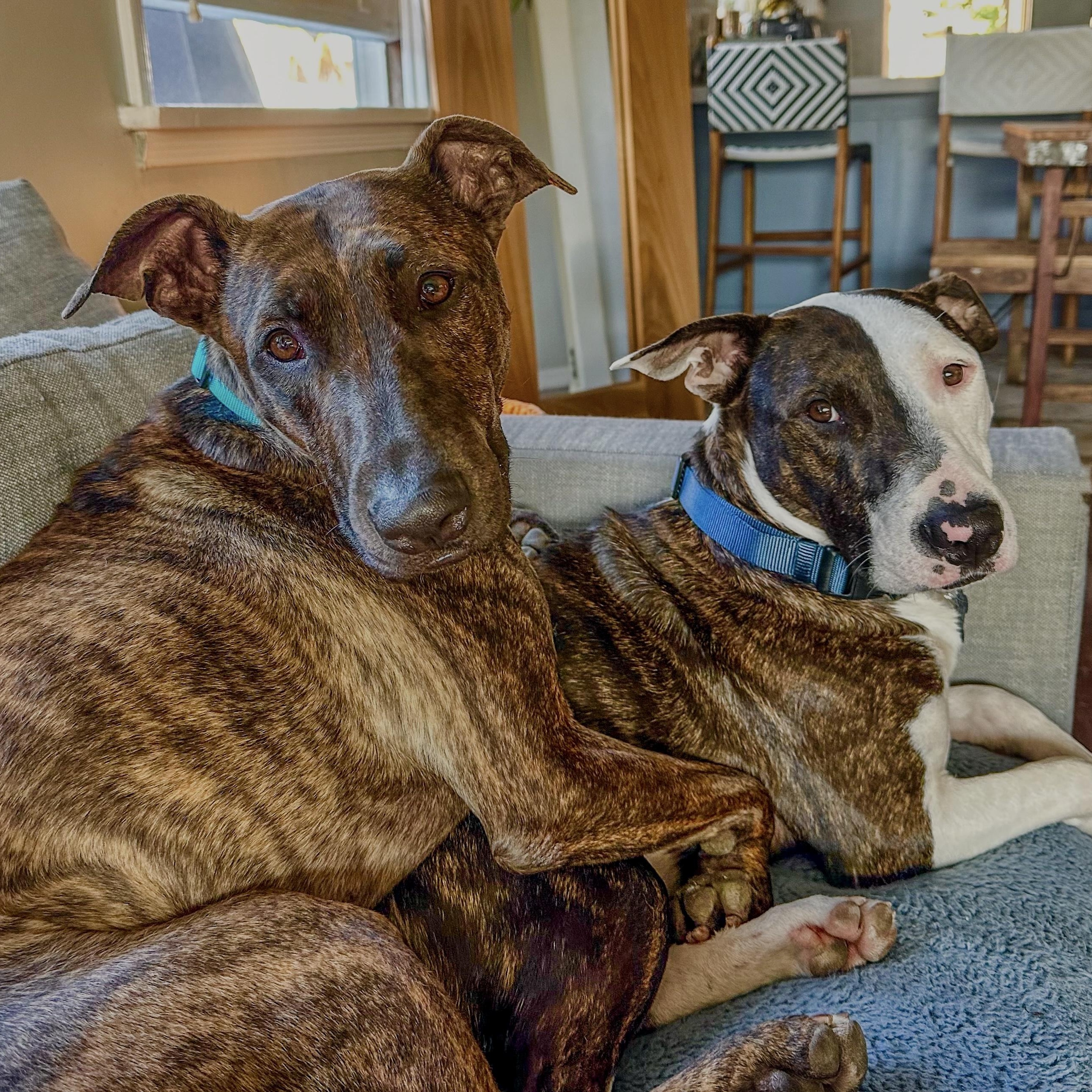 Enzo (and Parker) contact Rachel, an adoptable Dutch Shepherd, Greyhound in Sherman Oaks, CA, 91403 | Photo Image 3