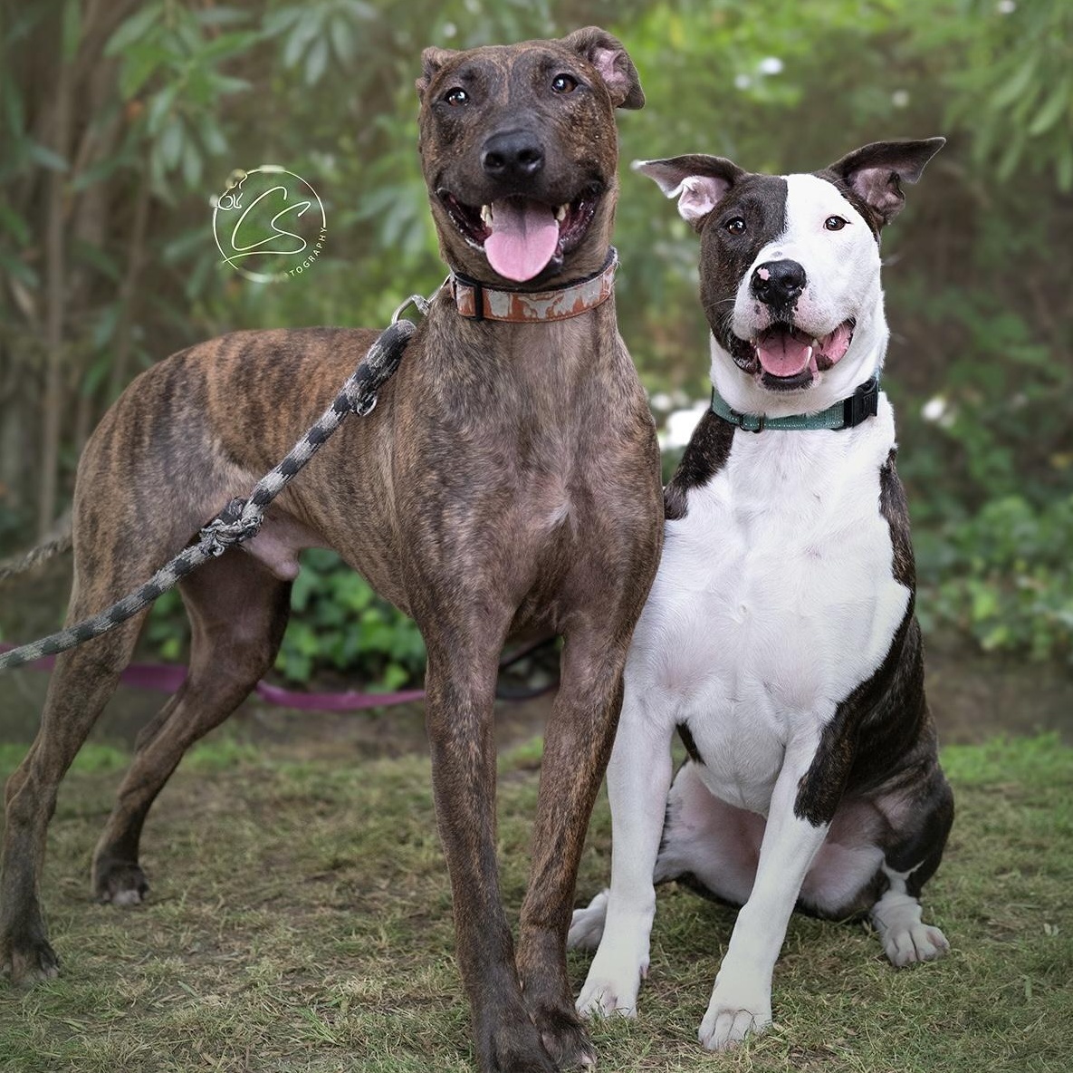 Enzo (and Parker) contact Rachel, an adoptable Dutch Shepherd, Greyhound in Sherman Oaks, CA, 91403 | Photo Image 2