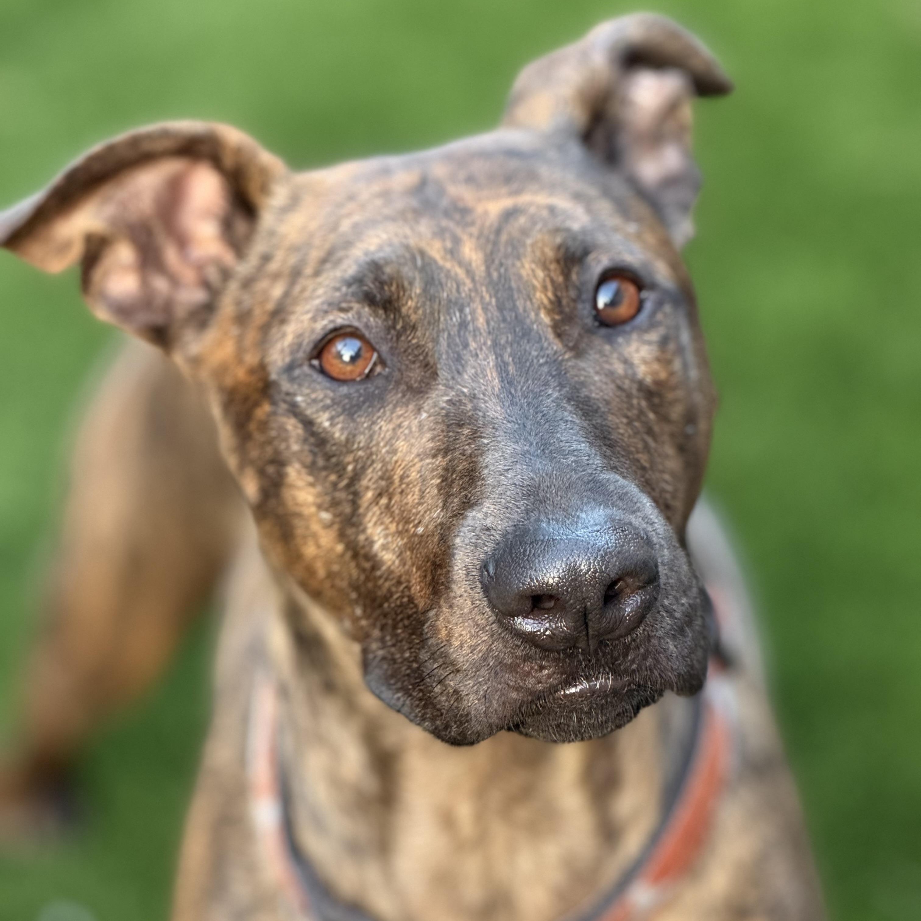 Enzo (and Parker) contact Rachel, Adoptable, Young Male Dutch Shepherd & Greyhound.