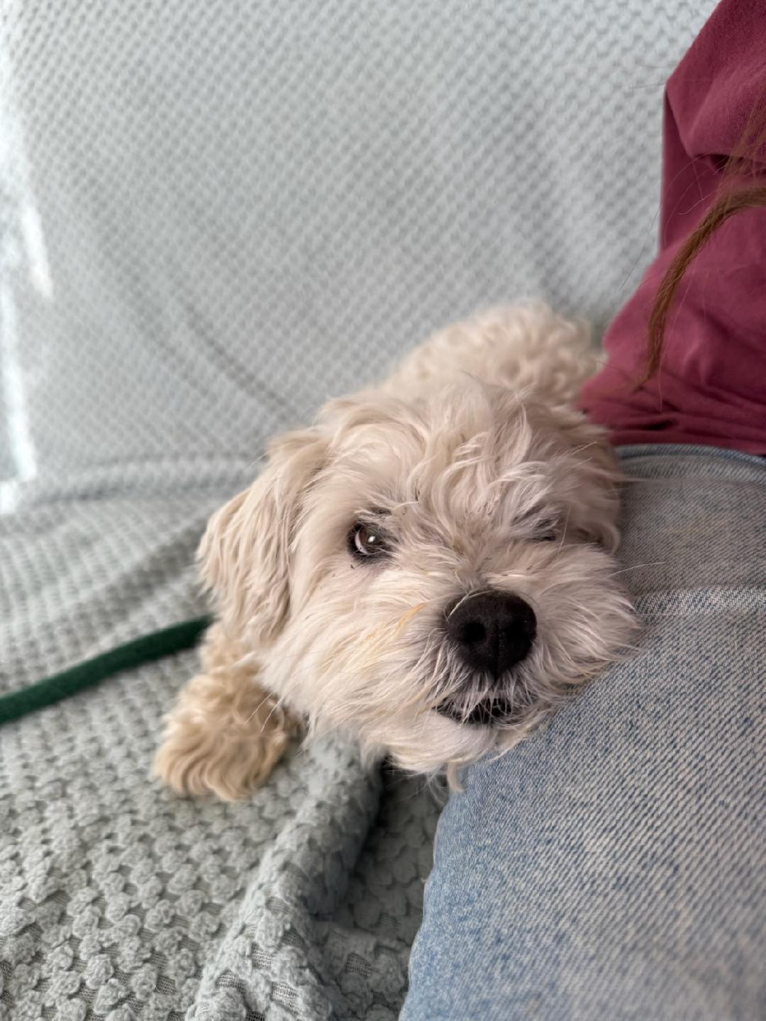 Snow Elvis Havanese Poodle!! thumbnail 2