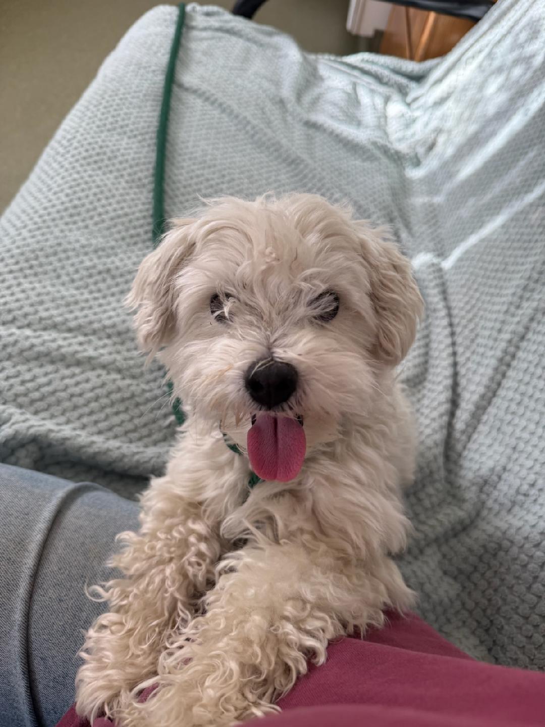 Snow Elvis Havanese Poodle!!