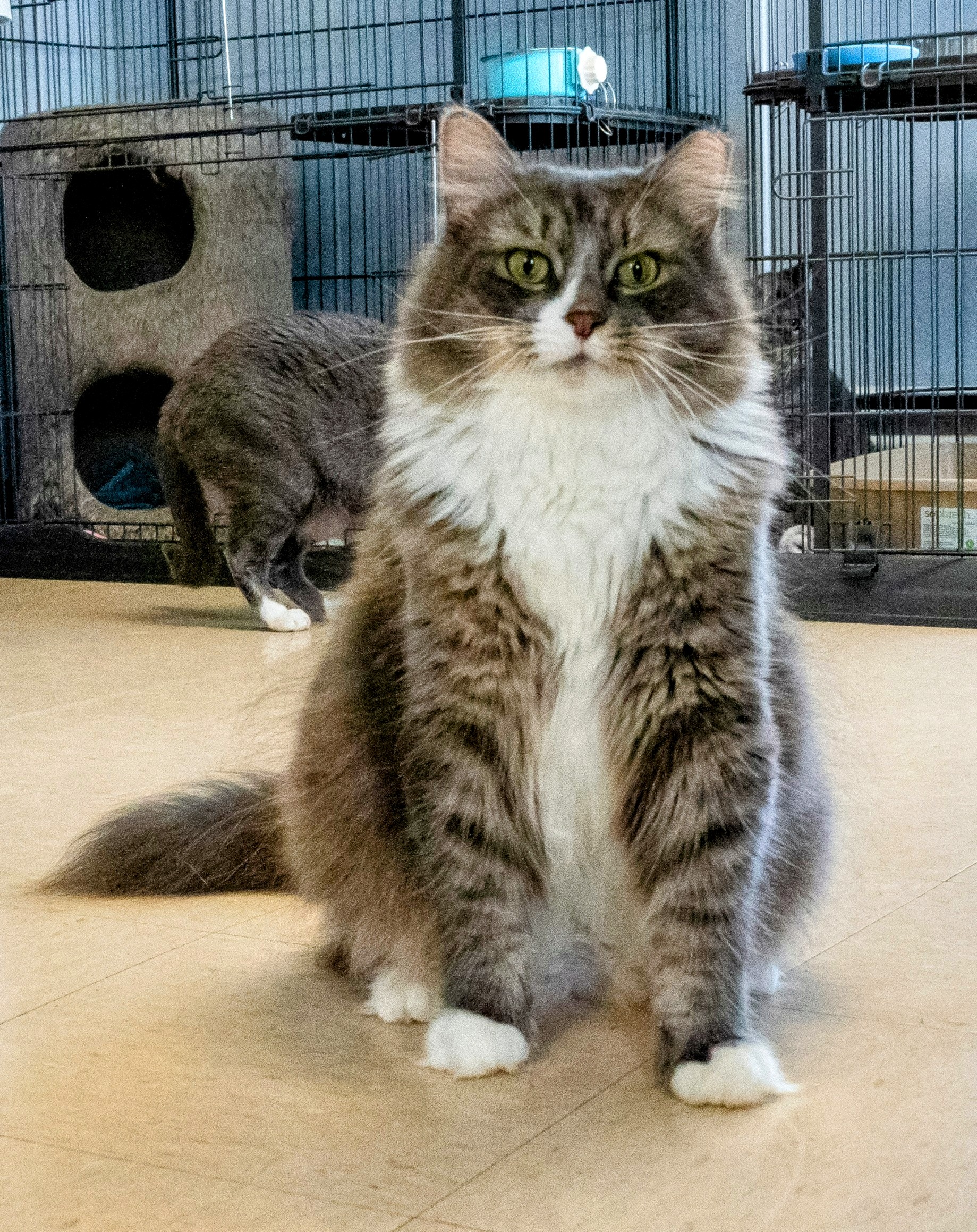 Cat for adoption Ringo Special Needs Asthmatic a Domestic Long Hair in Warwick RI Petfinder