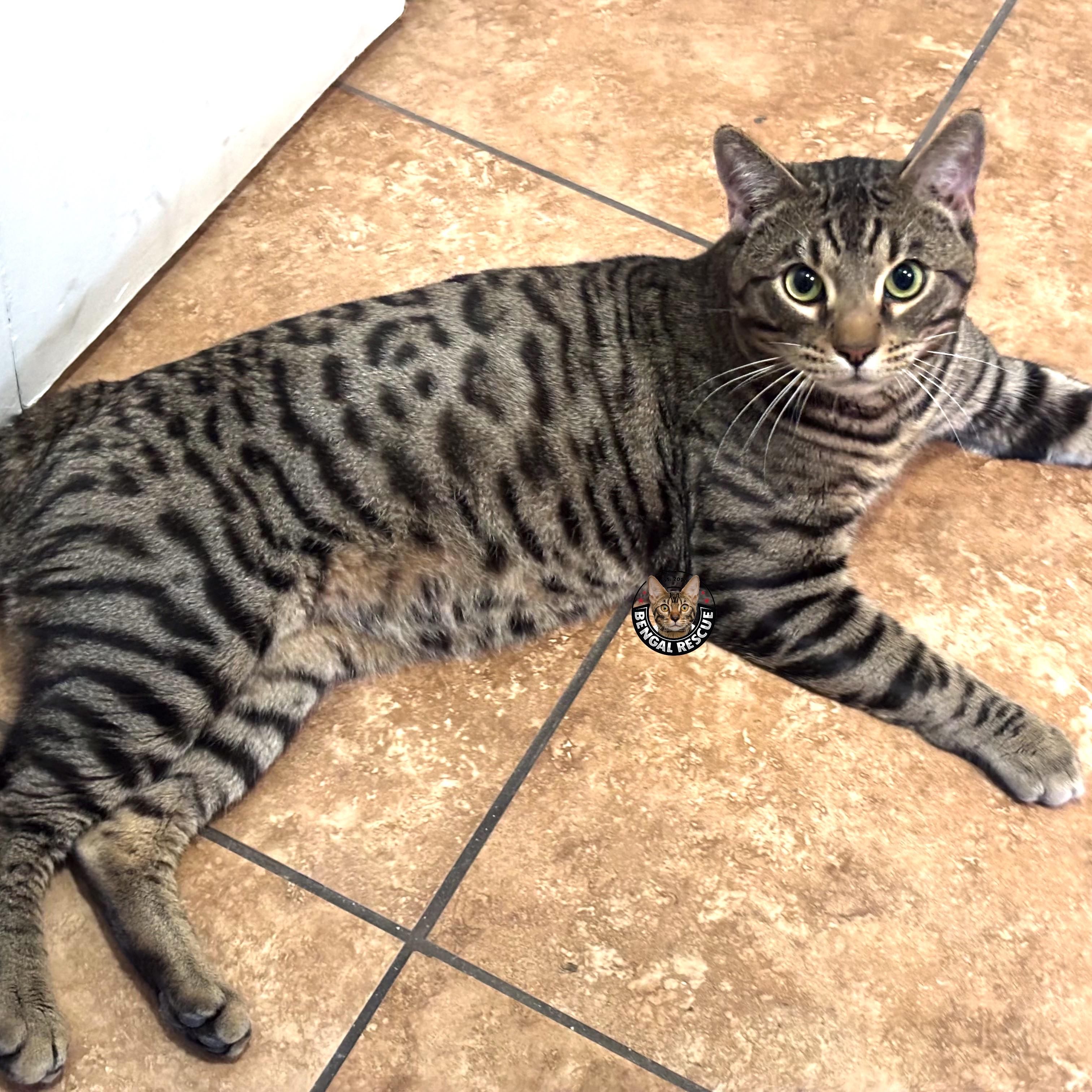 Bruno, an adopted Bengal in Tucson, AZ image 2/5