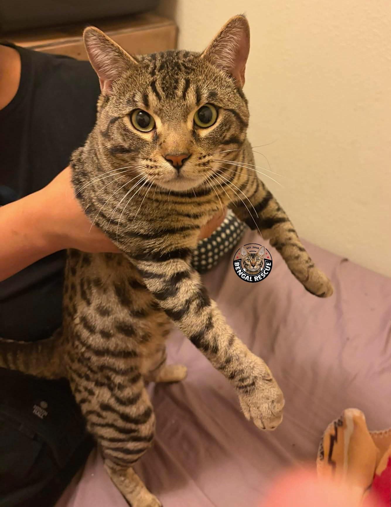 Bruno, an adopted Bengal in Tucson, AZ image 1/5
