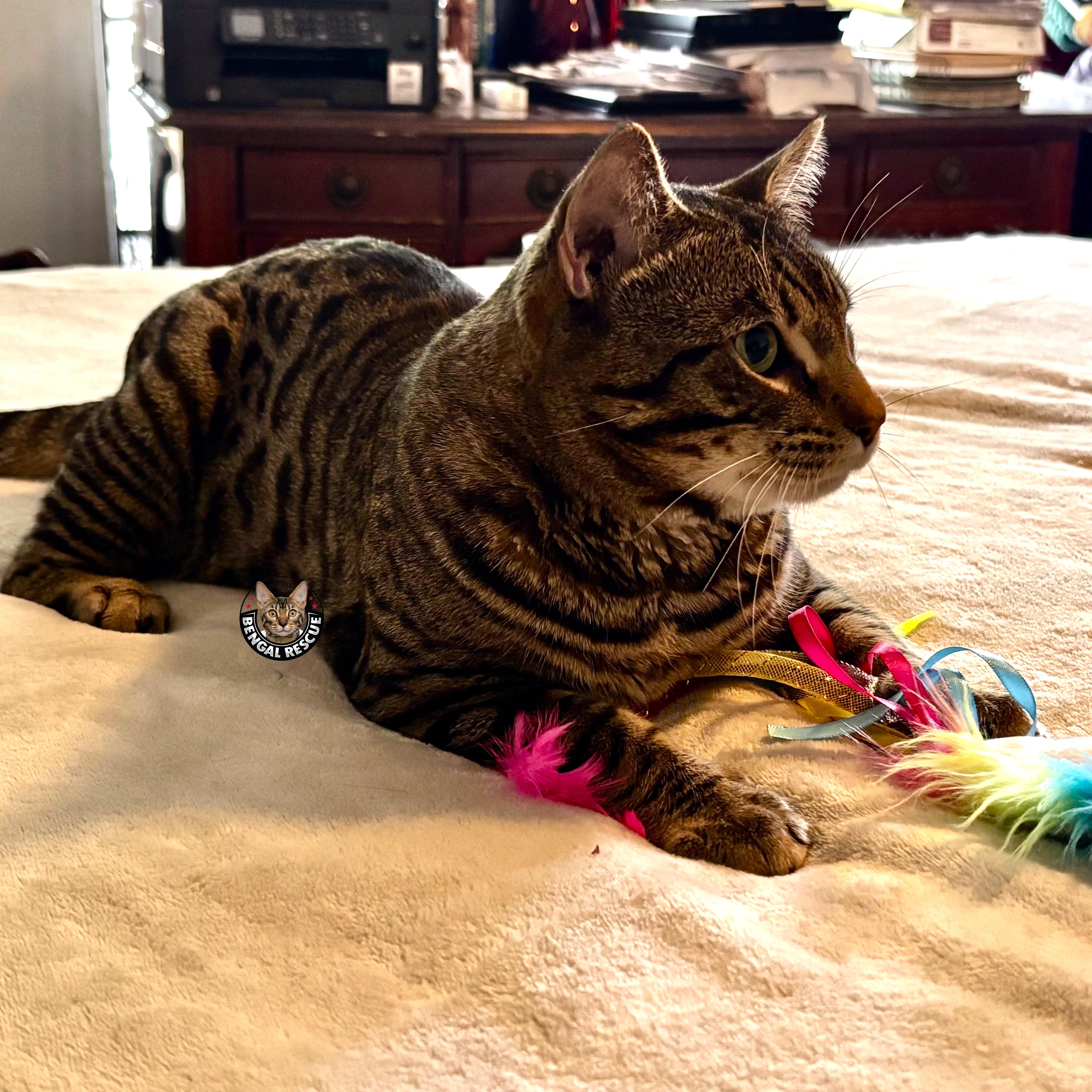 Bruno, an adopted Bengal in Tucson, AZ image 4/5